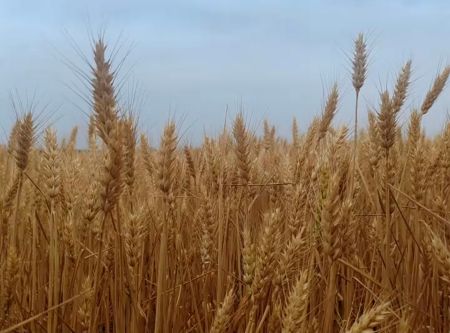 610f10f73c29b6824509e141f27bf5f 610f10f73c29b6824509e141f27bf5f